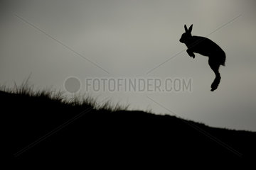 A shocked Mountain Hare (Lepus timidus) leaps into the air after having stepped on something unpleasant in the Cairngorms National Park  UK.