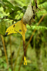 Butterfly (Argema mittrei)  Madagascar  Andre Peyrieras Collection  Mandrake Park