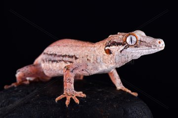 The Gargoyle gecko (Rhacodactylus auriculatus) is a medium sized  endangered  gecko species endemic to New Caledonia.