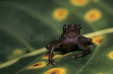 Endemic toad of French Guiana on a leaf