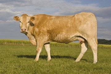 A Blonde d'Aquitaine cow in a meadow
