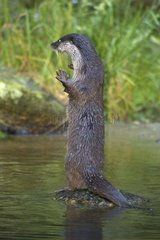 Otter upright on a rock in a river