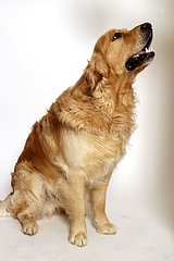'Golden Retriever' Hund  der Frankreich sitzt