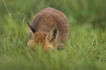 Red fox smelling the ground in a meadow Calvados France