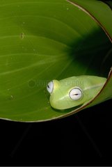 Glass Treefrog on a leaf French Guiana