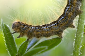 Portrait of a caterpillar of Lackey Jura Vaud Switzerland