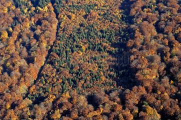 Air shot of the temperate forest in the Doubs