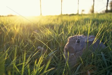 European Rabbit lying in the grass Picardie France