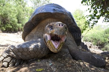 Galapagos giant tortoise intimidating Galapagos