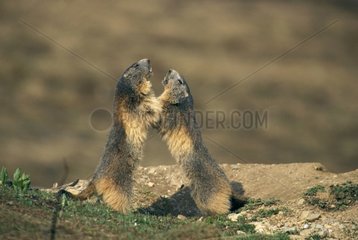 Two Alpine Marmots raising face-to-face Vanoise France