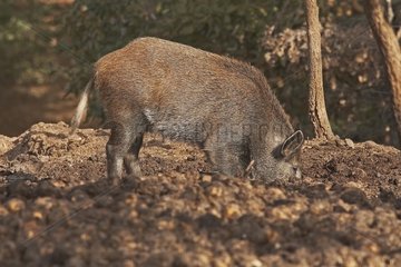 Wildschwein ausgrÃ¤bt Frankreich