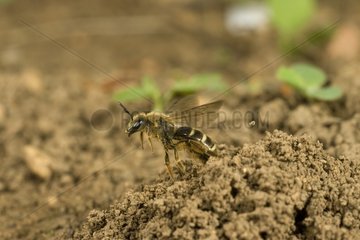 Solitary Bee on ground France