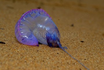 Portrait of a Portuguese Man-of-war aground on a beach