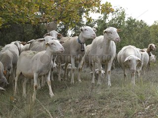 A flock of sheep in the Montpellier garrigue