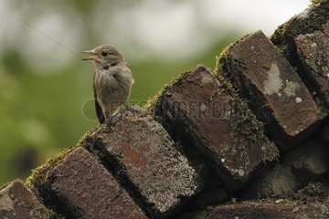Spotted flycatcher singing on an old brick wall