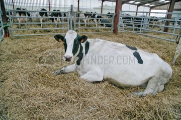 Cow holstein alone in an enclosure before it gets birth France