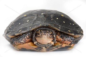 Spotted Turtle with head into its carapace