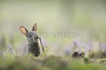 Young european rabbit smelling a gnawed schrub Aube France