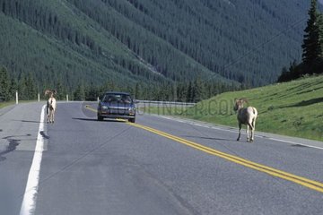 Males of bighorn sheep going on a road Canada