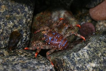 MÃ¤nnliche stachelige Squat Lobster auf Kieselsteinen Frankreich