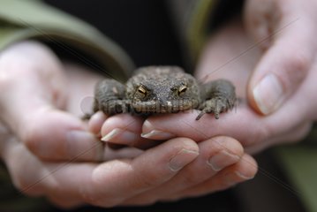 Toad in the hands of a volunteer during the migration France