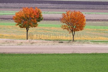 Trees on a plain grain fall France