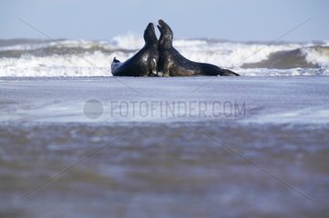 Grey seals fighting on a beach Donna Nook England