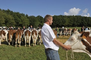 Einreichung von Kühen bestreiten landwirtschaftliche Franche-Comte-Frankreich