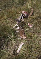 Squelette de Mouflon Tué par un -gup