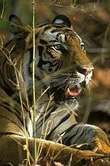 Portrait de tigre mâle PN Banghavgarh Inde