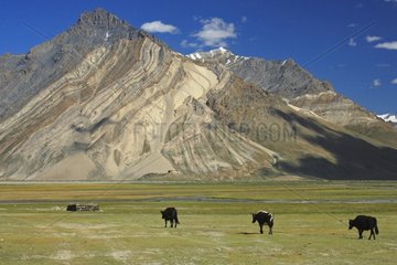 Grunzende Ochsen in einem hohen Tal von Zanskar India