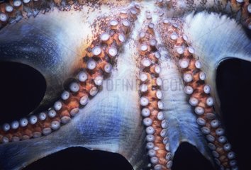 Coconut Octopus underside Celebes Sea Sulawesi