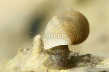 Fresh water snail moving under water Provence France