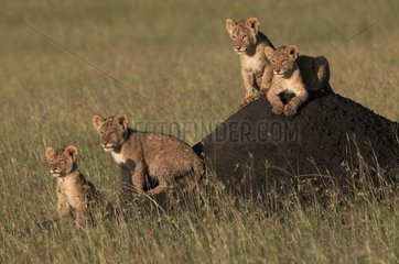 Lion cubs on a termitary Masaï Mara Kenya