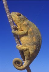 Caméléon panthère femelle sur une branche