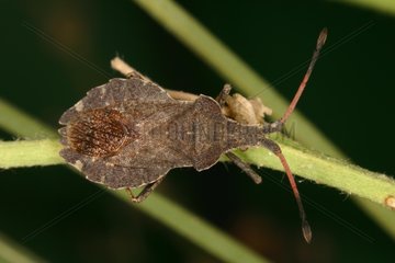 Squash Bug Midi-Pyrénées France
