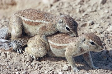 South African Ground Squirrel playing together in Etosha NP