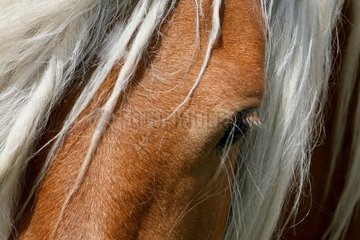 Forehead of a horse with white mane