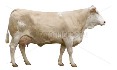Simmental Cow French profile shot in the studio