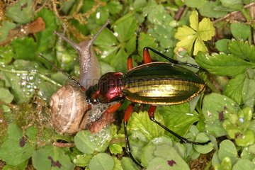 Ground Beetle attacking a snail Tarn France