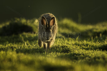 A young Brown Hare (Lepus europaeus) Leveret runs towards the photographer in the Peak District National Park  UK
