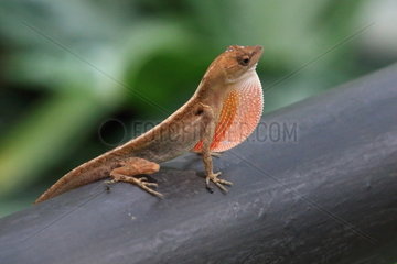 Slender Anole (Anolis limifrons) male  Costa Rica