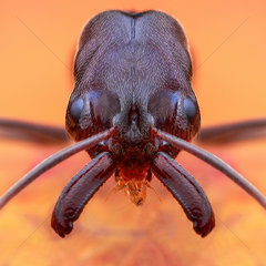 Portrait shot of a Trap-jaw ant (Odontomachus simillimus)