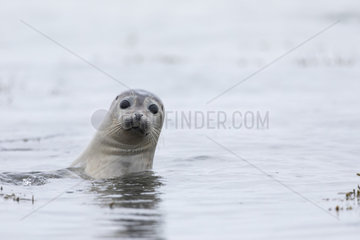 Harbor seal (Phoca vitulina) in the sea  Iceland
