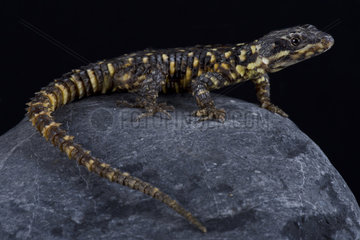 The Barberton dragon lizard (Smaug warreni barbertonensis) is endemic to the Barberton region  Mpumalanga province  South Africa.