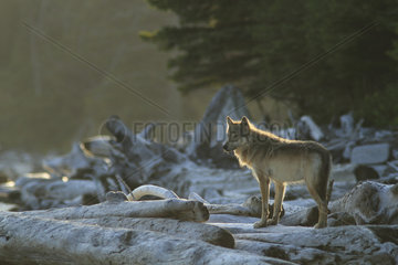 Wolf (Canis lupus) standing on driftwood  Great Bear Rainforest  British Columbia  Canada