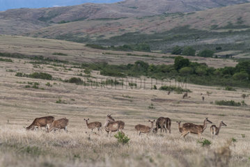 Rusa deers (Cervus timorensis) in a pasture at dusk  West Coast  Poya Commune  North Province  New Caledonia.