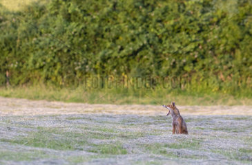 Red fox (Vulpes vulpes) yanning  Engalnd