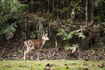 Young Timor Deer (Cervus timorensis) in a rain forest  Blue River Provincial Park  Natural Environment of the Kagu  South Province  New Caledonia.