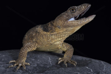 San Martin rock lizard (Xenosaurus sanmartinensis)  Mexico